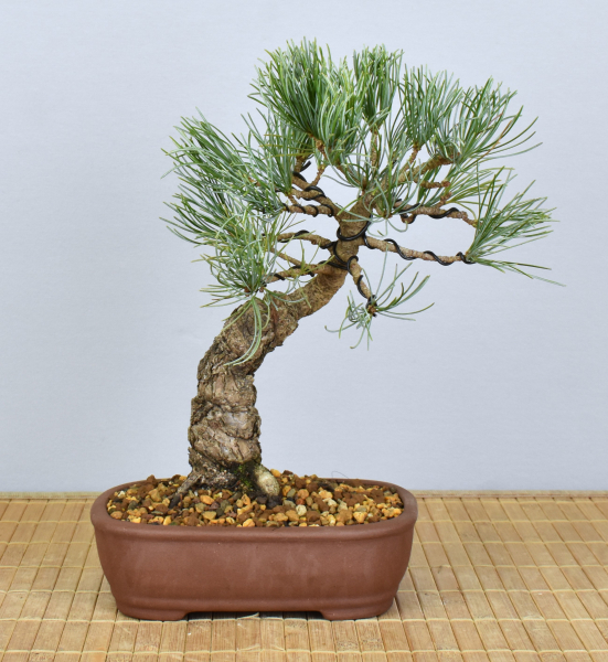 Bonsai Outdoor, Mädchenkiefer (Pinus pentaphylla 'glauca')
